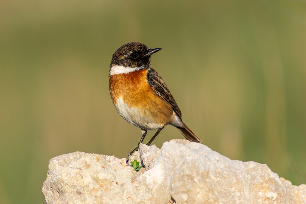 Nature - Birds