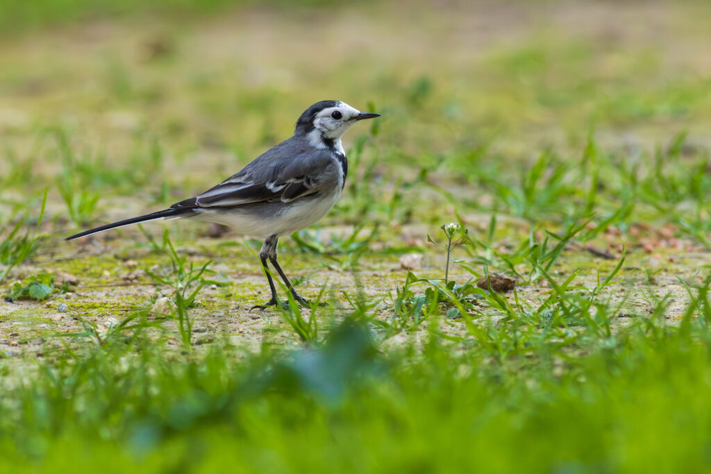 Gallery - Birds