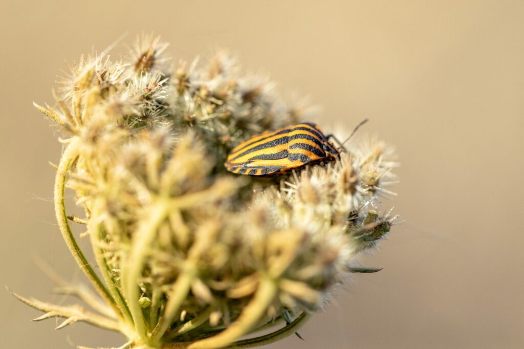 Nature - Macro