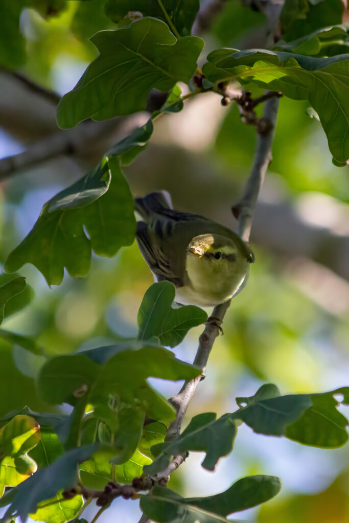 Warbler - About Me